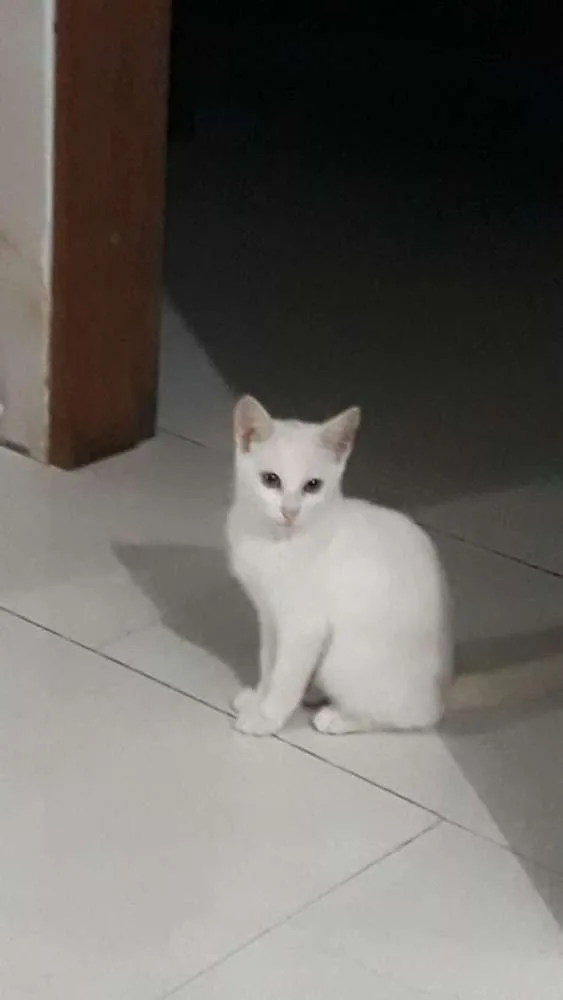 Gato ra a Srd idade 2 a 6 meses nome Sem nome
