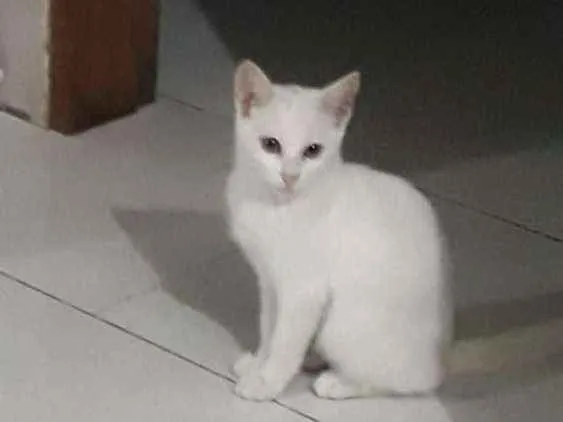Gato ra a Srd idade 2 a 6 meses nome Sem nome