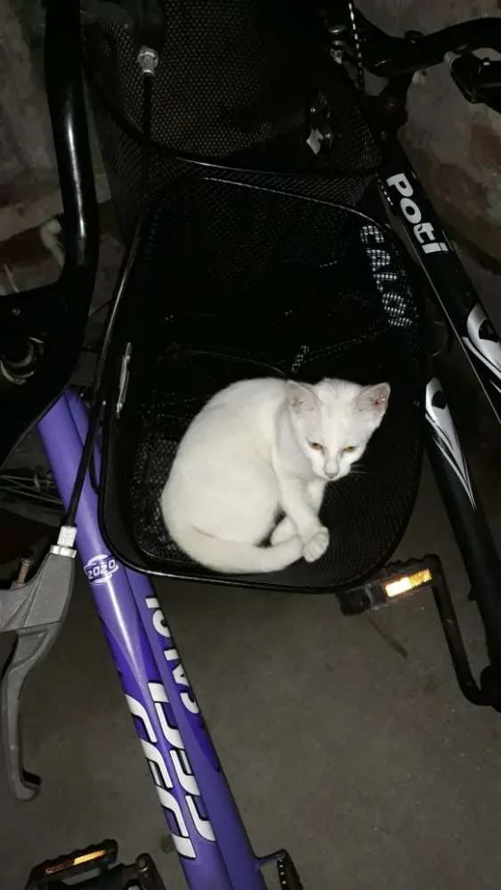 Gato ra a Srd idade 2 a 6 meses nome Sem nome