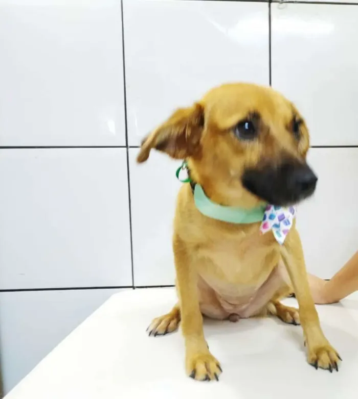 Cachorro ra a Srd idade 7 a 11 meses nome Luly