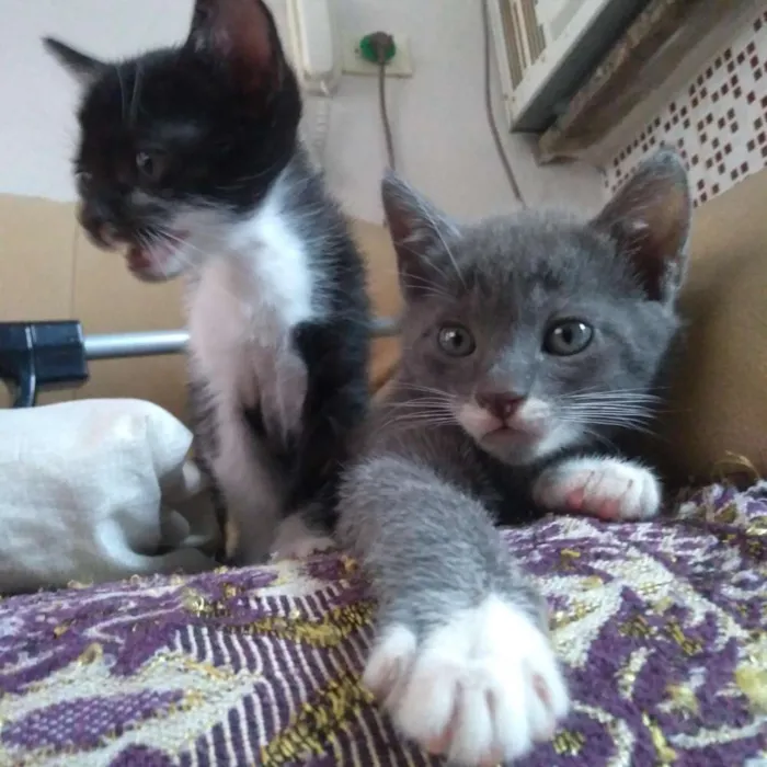 Gato ra a Não  tem. idade Abaixo de 2 meses nome Não  tem.