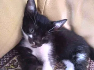 Gato raça Não  tem. idade Abaixo de 2 meses nome Não  tem.