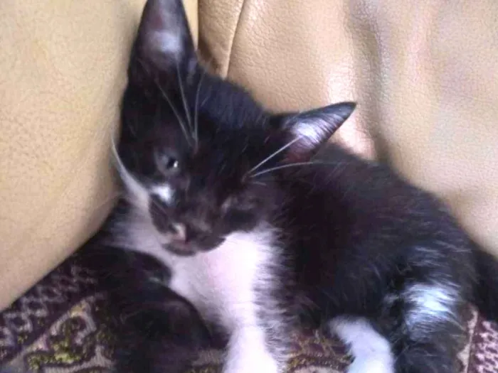Gato ra a Não  tem. idade Abaixo de 2 meses nome Não  tem.
