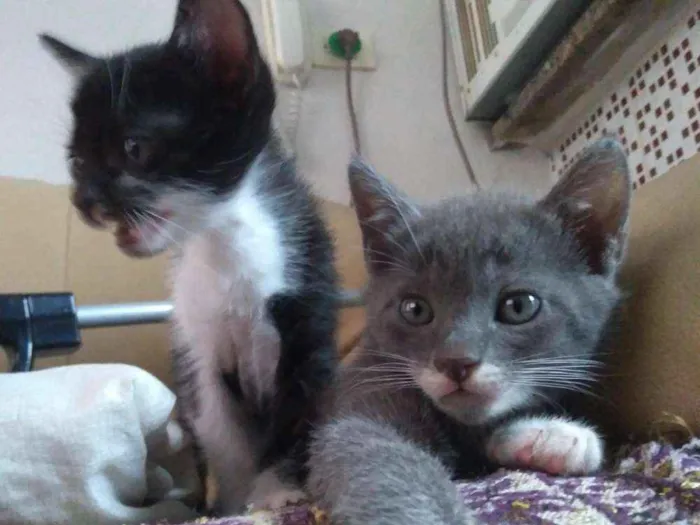 Gato ra a Não  tem. idade Abaixo de 2 meses nome Não  tem.