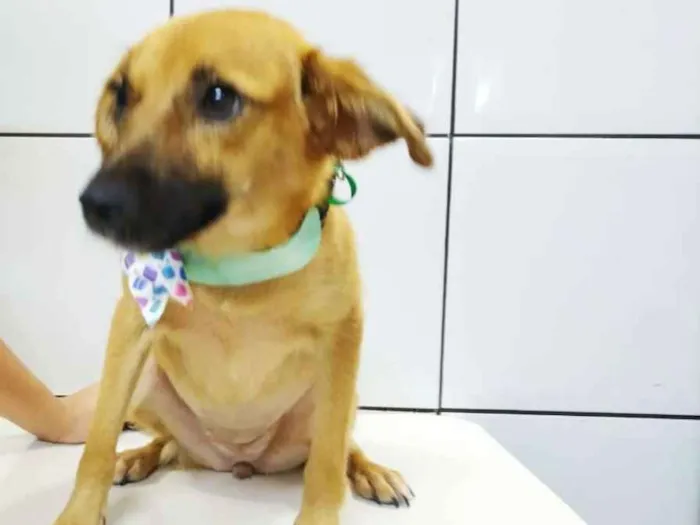 Cachorro ra a Srd idade 7 a 11 meses nome Luly
