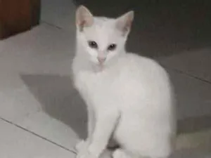 Gato raça Srd idade 2 a 6 meses nome Sem nome
