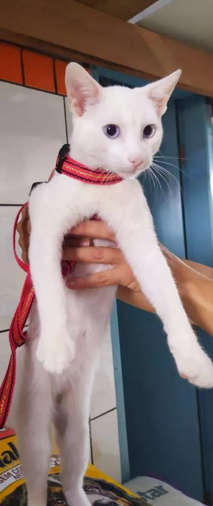 Gato ra a Srd idade 2 a 6 meses nome Mimo