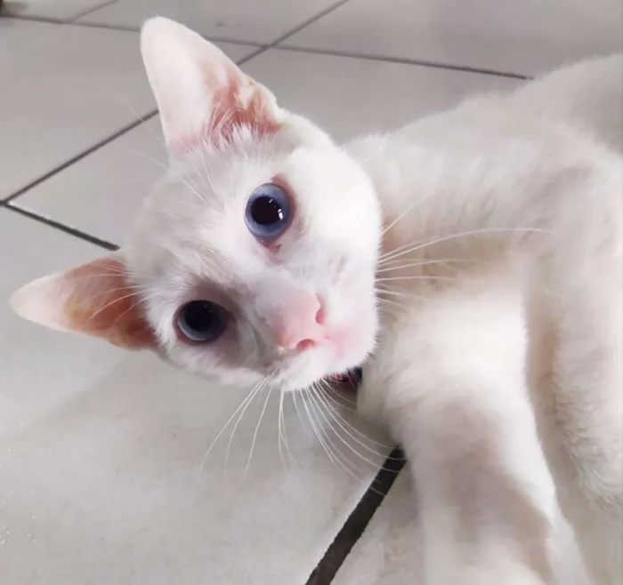 Gato ra a Srd idade 2 a 6 meses nome Mimo