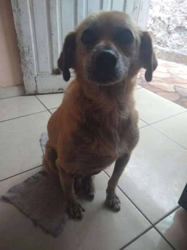 Cachorro ra a SRD idade 6 ou mais anos nome Doky