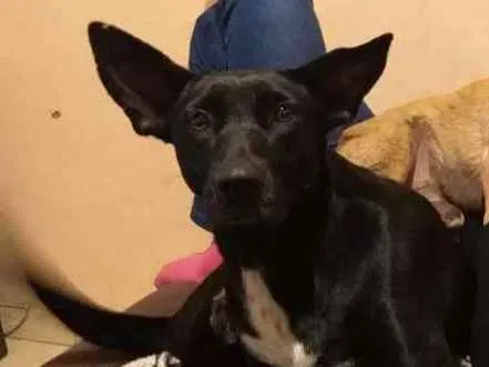 Cachorro ra a SRD idade 5 anos nome Frida 