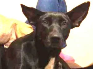 Cachorro raça SRD idade 5 anos nome Frida 