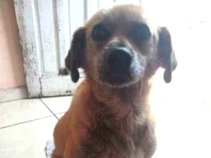 Cachorro raça SRD idade 6 ou mais anos nome Doky