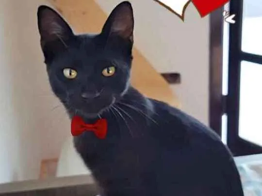 Gato ra a SRD idade 2 a 6 meses nome Petruquio