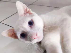 Gato raça Srd idade 2 a 6 meses nome Mimo