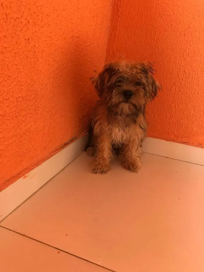 Cachorro ra a Shitzu e yorkshire  idade 2 a 6 meses nome Duck 