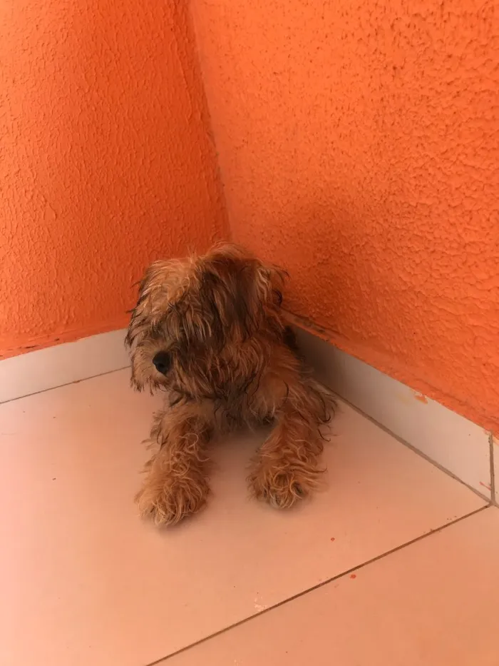 Cachorro ra a Shitzu e yorkshire  idade 2 a 6 meses nome Duck 