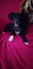 Polly