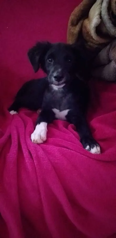Cachorro ra a SRD idade 2 a 6 meses nome Polly