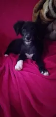 Polly