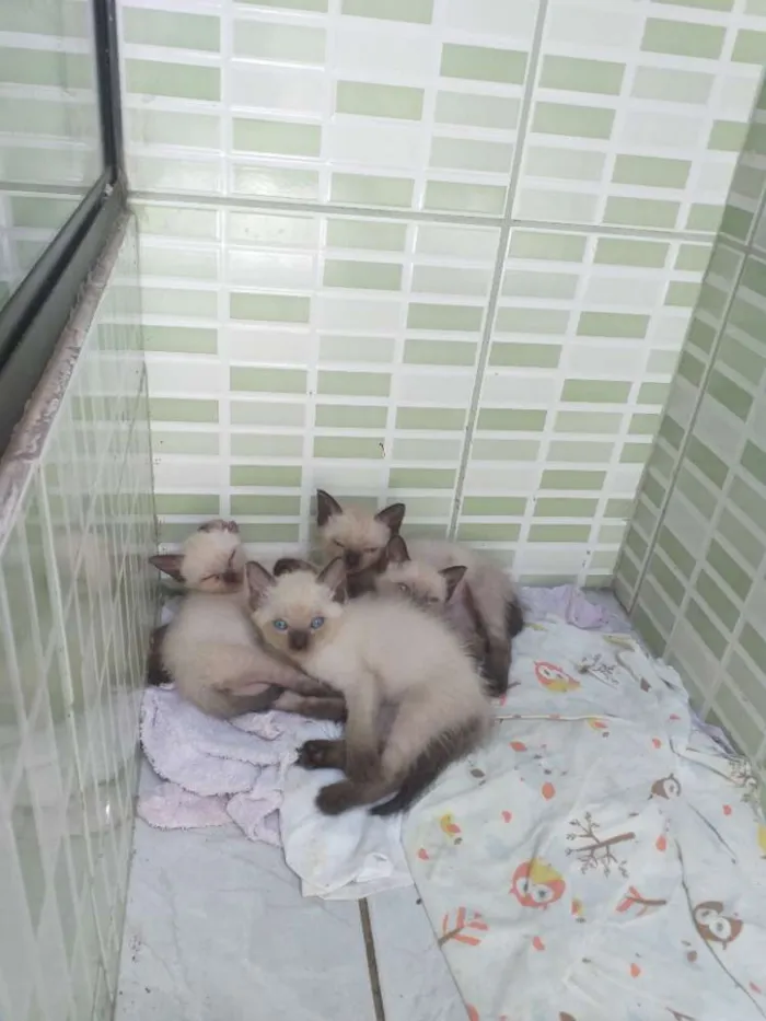 Gato ra a Siamês  idade 2 a 6 meses nome Não tem