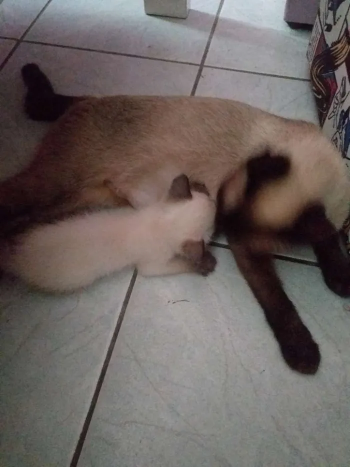 Gato ra a Siamês  idade 2 a 6 meses nome Não tem