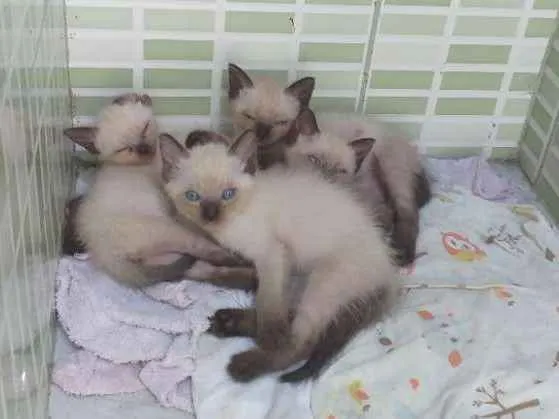 Gato ra a Siamês  idade 2 a 6 meses nome Não tem