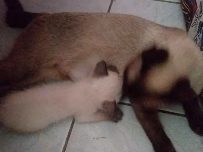 Gato ra a Siamês  idade 1 ano nome Tina