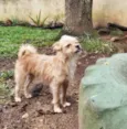 Pup