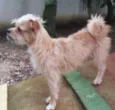 Pup