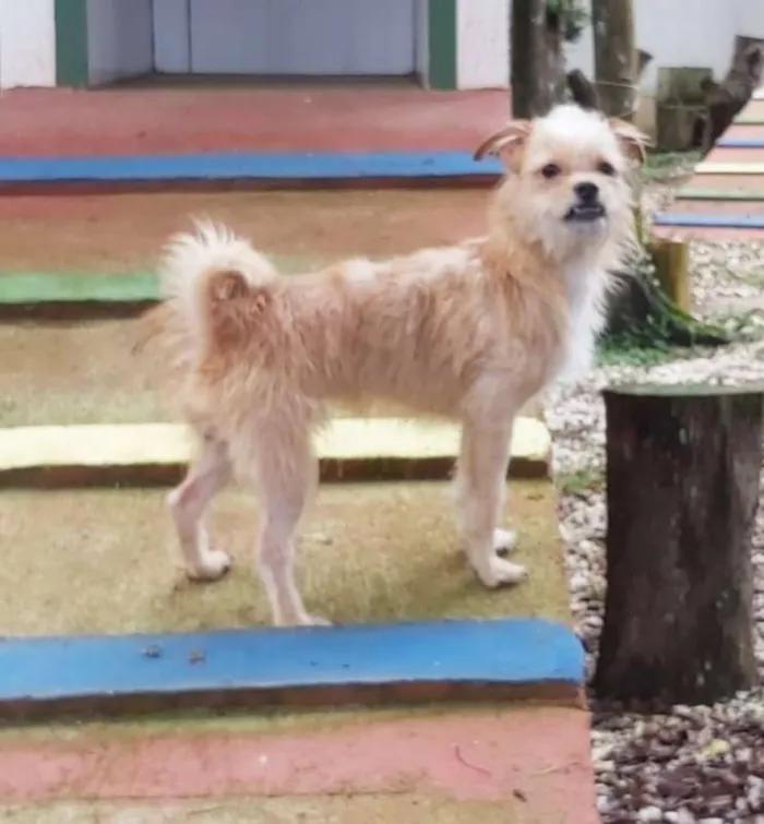Cachorro ra a srd idade 7 a 11 meses nome Pup