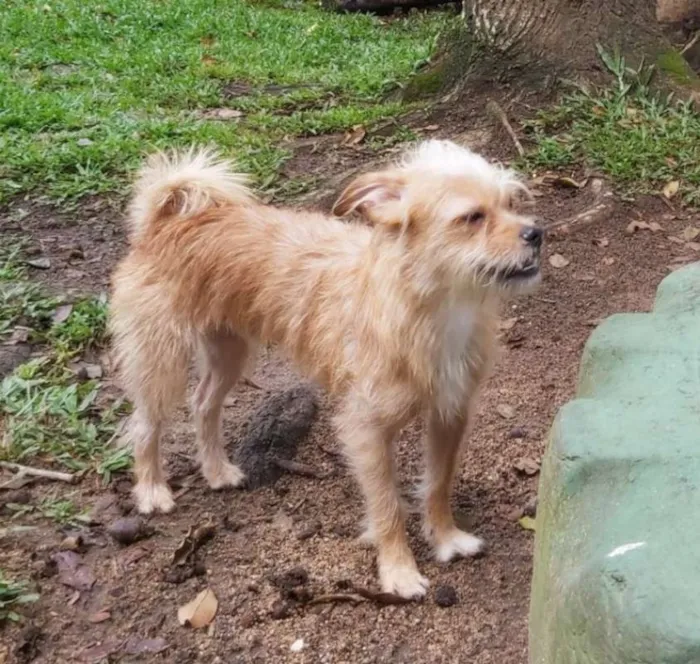 Cachorro ra a srd idade 7 a 11 meses nome Pup