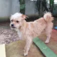 Pup