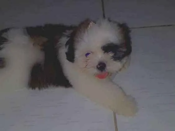 Cachorro ra a Shitzu idade 2 a 6 meses nome Nina