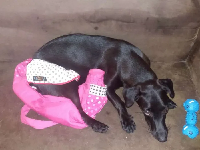 Cachorro raça mestiça de basset idade 2 a 6 meses nome Amora