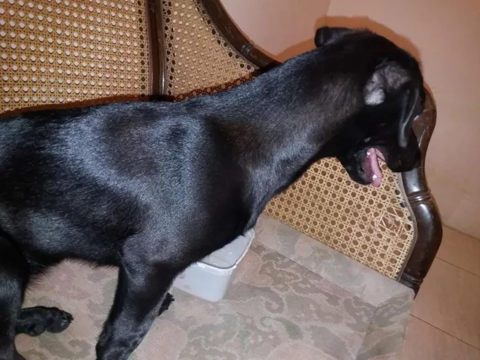 Cachorro raça mestiça de basset idade 2 a 6 meses nome Amora