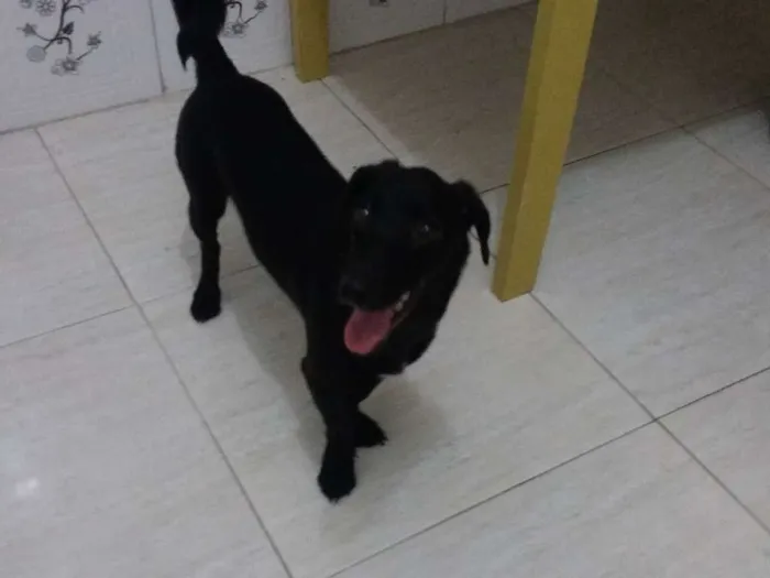 Cachorro raça nas sete mestiça  idade 2 a 6 meses nome AMORA