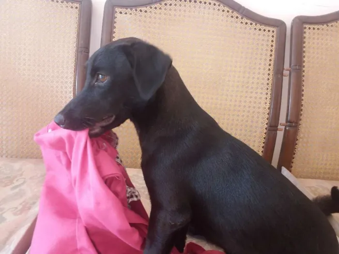 Cachorro raça nas sete mestiça  idade 2 a 6 meses nome AMORA