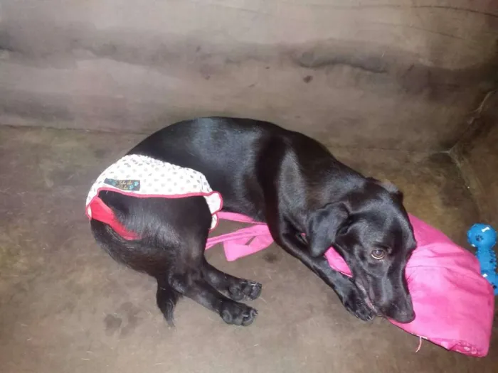 Cachorro raça nas sete mestiça  idade 2 a 6 meses nome AMORA