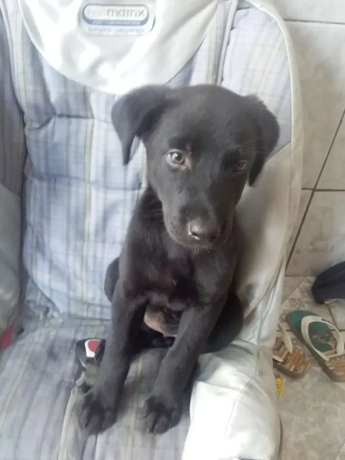 Cachorro ra a Vira lata idade 2 a 6 meses nome Jully