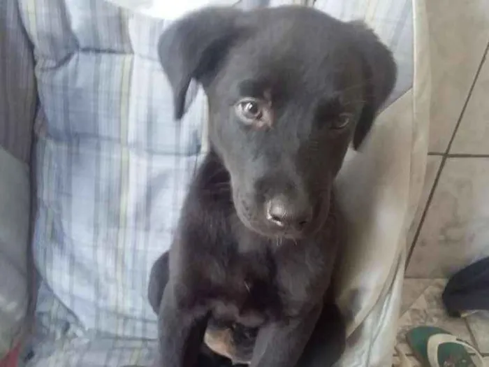 Cachorro ra a Vira lata idade 2 a 6 meses nome Jully