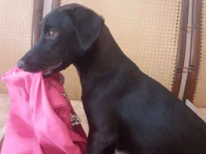 Cachorro raça nas sete mestiça  idade 2 a 6 meses nome AMORA