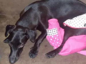 Cachorro raça mestiça de basset idade 2 a 6 meses nome Amora