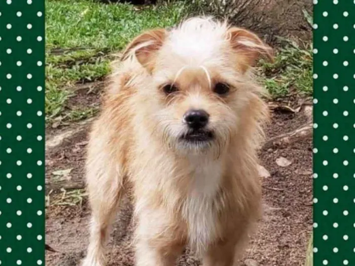 Cachorro ra a srd idade 7 a 11 meses nome Pup