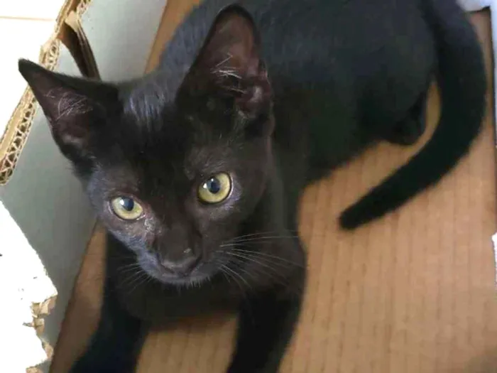 Gato ra a SRD idade 2 a 6 meses nome Jujuba