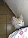 Kira