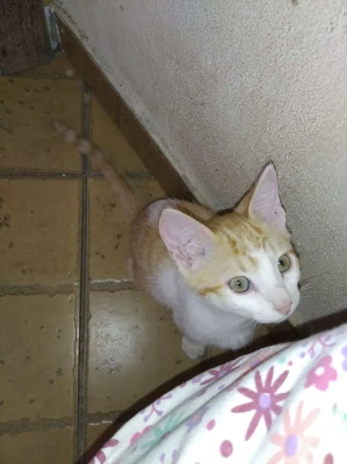 Gato raça  idade 2 a 6 meses nome Kira
