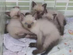 Gato raça Siamês  idade 1 ano nome Tina