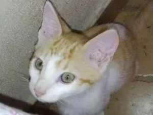 Gato raça  idade 2 a 6 meses nome Kira