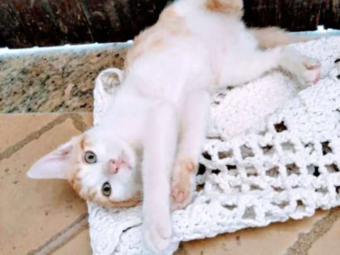 Gato raça  idade 2 a 6 meses nome Kira