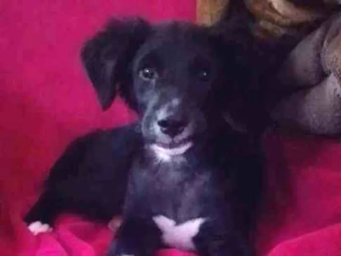 Cachorro ra a SRD idade 2 a 6 meses nome Polly